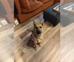 Small #4 Mutt