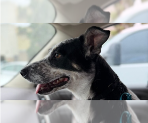 Mutt Dogs for adoption in Pacifica, CA, USA