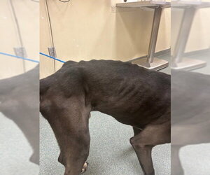 Turk - Male Great Dane-Labrador Retriever Mix Dog for Adoption - Photo #4