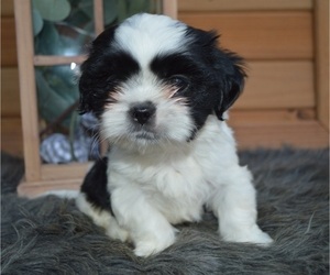 Shih Tzu Puppy for sale in HONEY BROOK, PA, USA