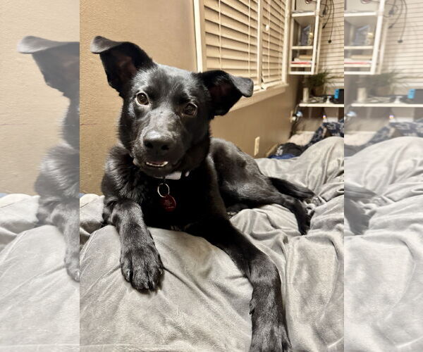 Medium Photo #2 Retriever -Unknown Mix Puppy For Sale in Farmington, MN, USA