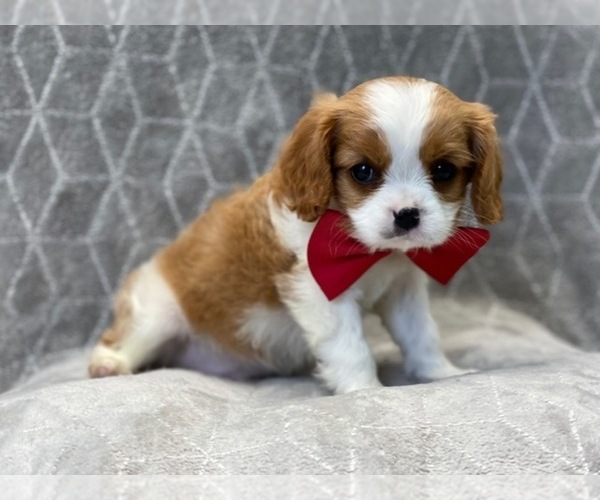 Medium Photo #13 Cavalier King Charles Spaniel Puppy For Sale in LAKELAND, FL, USA