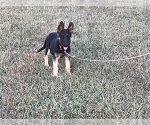 German Shepherd Dog Puppy for sale in HUNTSVILLE, AL, USA