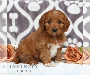 Poodle (Miniature) Puppy for sale in LEOLA, PA, USA