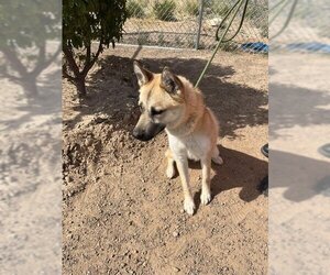 German Shepherd Dog-Unknown Mix Dogs for adoption in Globe, AZ, USA