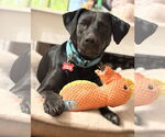 Small Photo #12 Labrador Retriever-Unknown Mix Puppy For Sale in San Diego, CA, USA