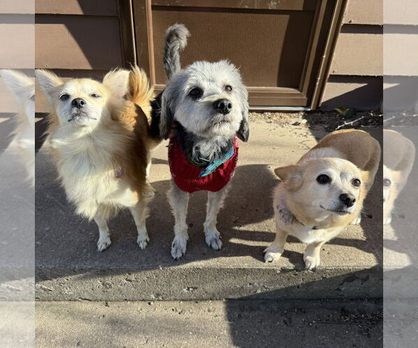 Medium Photo #22 Pomeranian-Unknown Mix Puppy For Sale in Fargo, ND, USA