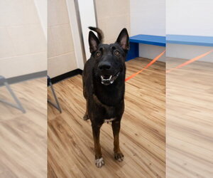 Mutt Dogs for adoption in Imlay City, MI, USA