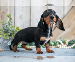 Small Photo #1 Dachshund Puppy For Sale in GREENWICH, OH, USA