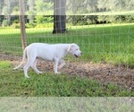 Small Photo #1 Dogo Argentino Puppy For Sale in MULBERRY, FL, USA