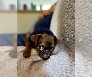 Father of the Brussels Griffon puppies born on 08/24/2025