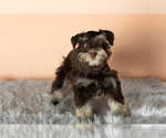Small Photo #4 Schnauzer (Miniature) Puppy For Sale in NAPPANEE, IN, USA