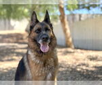 Small #1 German Shepherd Dog
