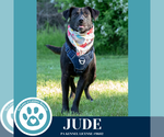 Small #15 Labrador Retriever Mix