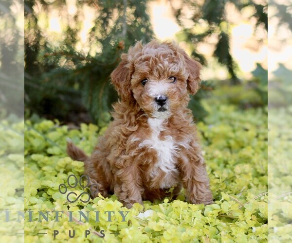 Medium Photo #4 Cavapoo (Miniature) Puppy For Sale in LANCASTER, PA, USA