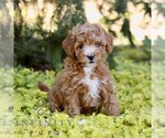 Cinnamon - Female Cavapoo (Miniature) Puppy for Sale - Photo #4