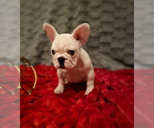 Medium Photo #5 French Bulldog Puppy For Sale in MOORESVILLE, NC, USA