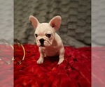 Small Photo #5 French Bulldog Puppy For Sale in MOORESVILLE, NC, USA