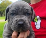Small Photo #9 Cane Corso Puppy For Sale in WEST MONROE, LA, USA