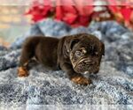 Small #5 English Bulldog