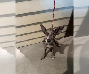 Mutt Dogs for adoption in Houston, TX, USA