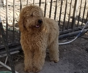 Mother of the Goldendoodle puppies born on 08/20/2022