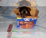 Small Photo #306 Yorkshire Terrier Puppy For Sale in AKRON, OH, USA