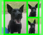 Small #6 Labrador Retriever Mix
