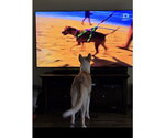 Small #1 Siberian Husky Mix