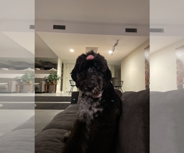 Medium Photo #1 Goldendoodle Puppy For Sale in TUCSON, AZ, USA