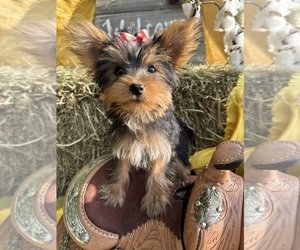 Yorkshire Terrier Puppy for sale in LANCASTER, MO, USA