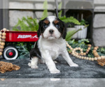 Small Photo #21 Cavalier King Charles Spaniel Puppy For Sale in NARVON, PA, USA