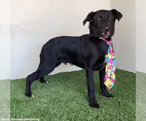 Samson - Male Mutt Dog for Adoption - Photo #3