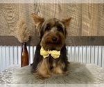 Small #8 Yorkshire Terrier