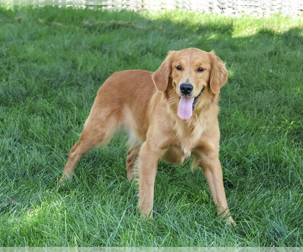 Medium Photo #3 Golden Retriever Puppy For Sale in SYRACUSE, IN, USA