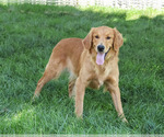 Small #2 Golden Retriever