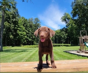 Labrador Retriever Puppy for sale in ALTAMONT, IL, USA