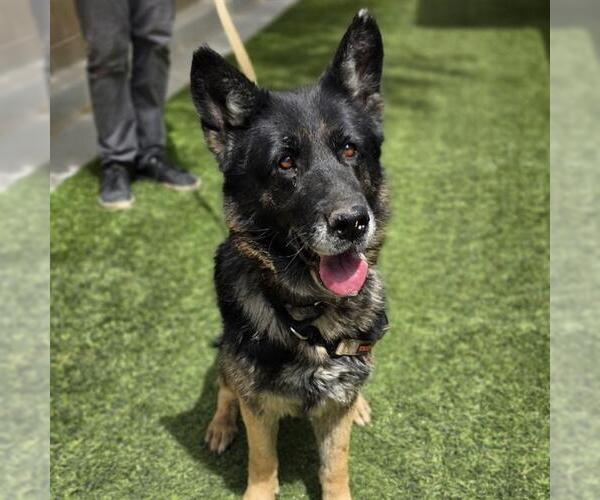 Medium Photo #1 German Shepherd Dog-Unknown Mix Puppy For Sale in Las Vegas, NV, USA