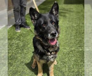 German Shepherd Dog-Unknown Mix Dogs for adoption in Las Vegas, NV, USA