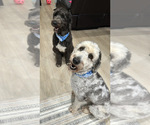 Small Photo #1 Aussiedoodle-Bernedoodle Mix Puppy For Sale in BELTON, SC, USA
