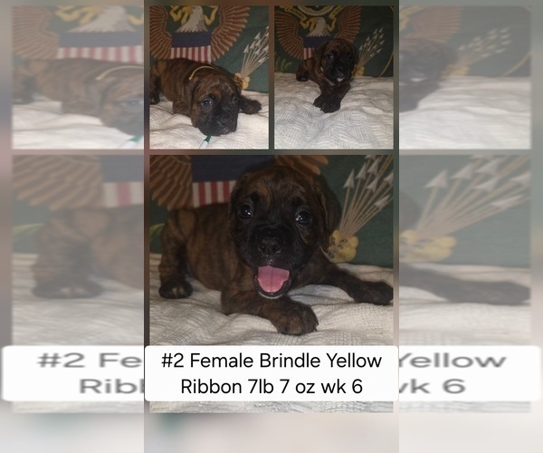 Medium Photo #2 Boxer Puppy For Sale in LINN GROVE, IN, USA