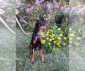 Doberman Pinscher Dogs for adoption in Buffalo, MN, USA