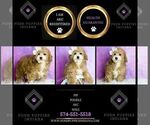 Small Photo #45 Poodle (Miniature) Puppy For Sale in WARSAW, IN, USA