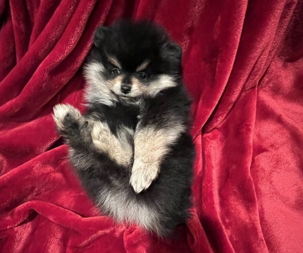 Medium Photo #11 Pomeranian Puppy For Sale in SNOHOMISH, WA, USA