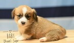 Small Photo #6 Pembroke Welsh Corgi Puppy For Sale in BAKERSFIELD, CA, USA