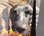 Small #2 American Pit Bull Terrier Mix
