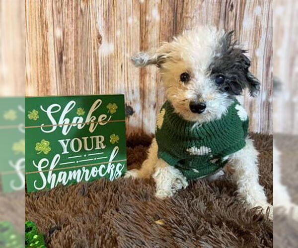 Medium Photo #10 Poodle (Toy)-Unknown Mix Puppy For Sale in Arlington, VA, USA