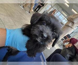 Mutt Dogs for adoption in San Antonio, TX, USA