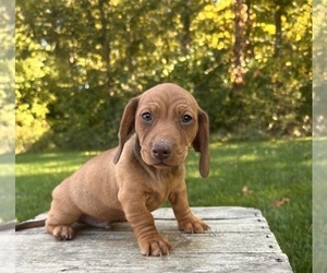 Dachshund Puppy for sale in MIDDLEBURY, IN, USA