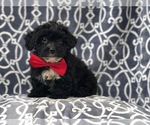 Small Photo #2 Morkie-Poodle (Miniature) Mix Puppy For Sale in LAKELAND, FL, USA